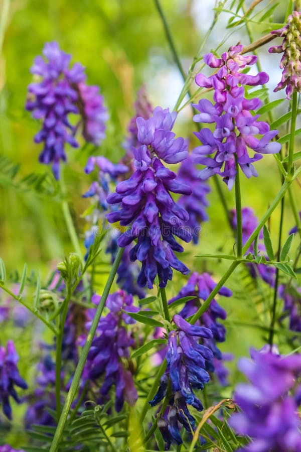 Purple Wild Flowers Grow In The Park In Summer Beautiful Plant Stock