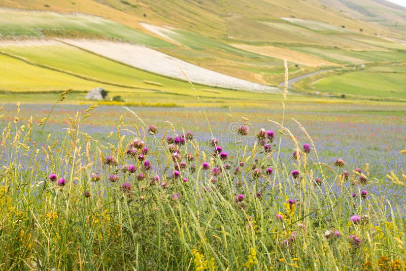 Purple wild flowers with the plain of Castelluccio di Norcia in the background. Umbria, Italy stock images Purple wild flowers with the plain of Castelluccio di Norcia in the background. Umbria, Italy stock images