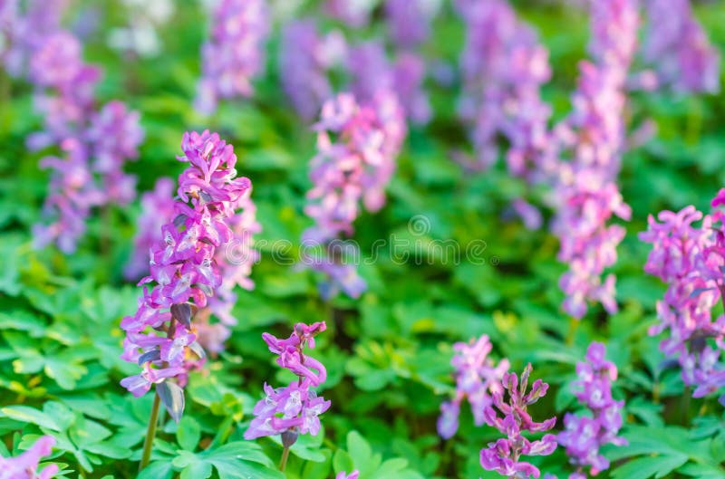Purple Wild Flowers in the Spring in the Woods Stock Image Image of