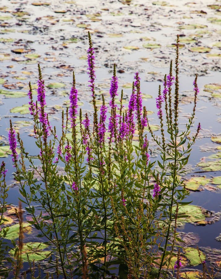 Purple wild flowers and water lilly pads on the Charles River in Summer