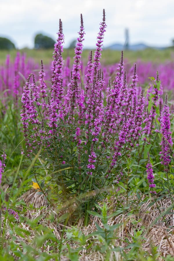 Purple Wild Marsh Flowers Growing in Summer Stock Image Image of flora, delicate 93093755