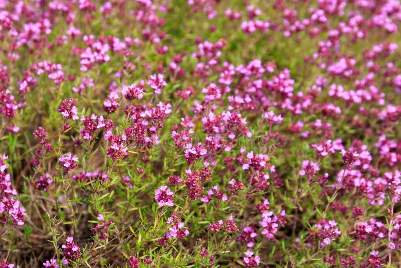 Purple Wild Thyme Flowers on Meadow Stock Image Image of thyme