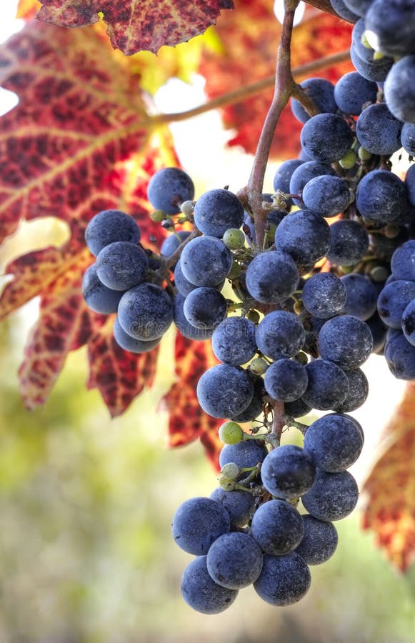 Purple wine grapes stock image. Image of food, grow, wine 13535411