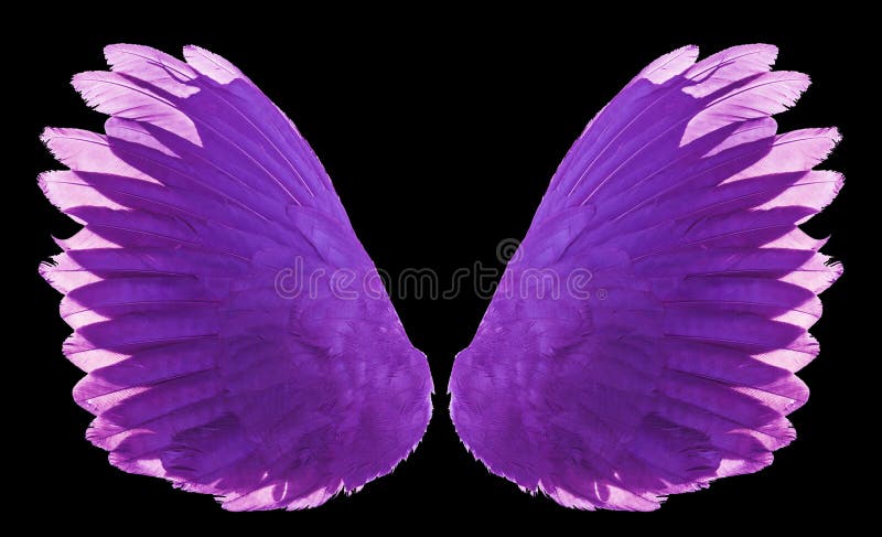 733 Bird Angel Feather Wings Isolated Stock Photos - Free & Royalty ...