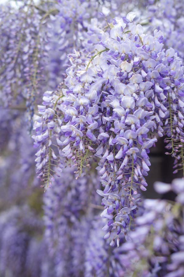 Purple Wisteria Flowers stock photo. Image of tree, purple 31069936