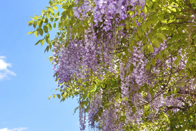 Purple Wisteria Flowers. Spring Lilac Flower Stock Image - Image of ...
