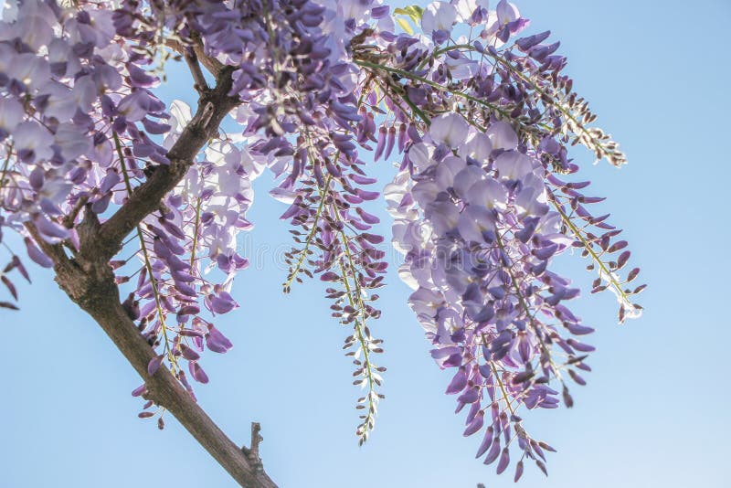 Purple Wisteria Sinensis Flowers Stock Image - Image of garden, flora ...