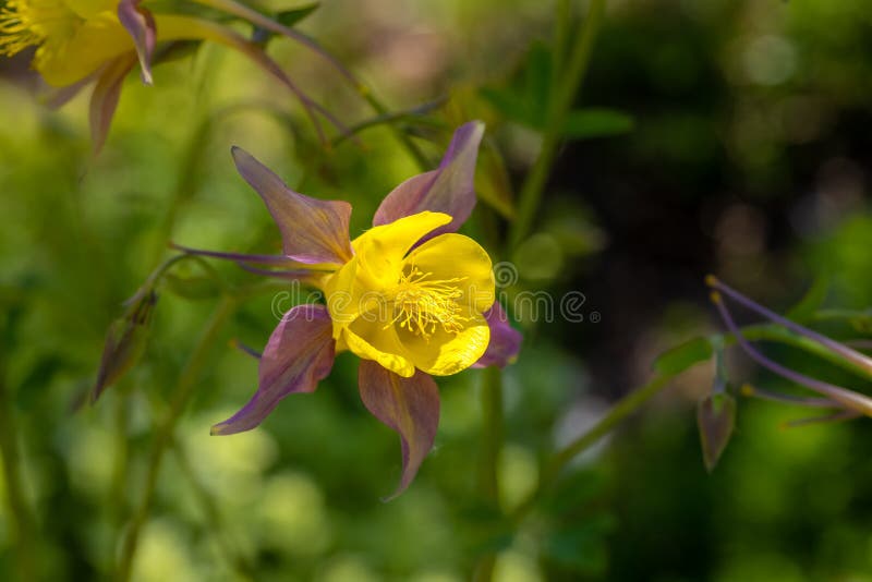 Aquilegia flabellata, common name fan columbine or dwarf columbine, is a species of flowering perennial plant in the genus Aquilegia, of the family Ranunculaceae. Aquilegia flabellata, common name fan columbine or dwarf columbine, is a species of flowering perennial plant in the genus Aquilegia, of the family Ranunculaceae.