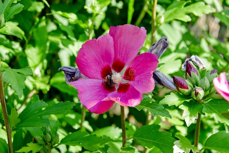 Purple and yellow flowers stock image. Image of yellow 211363277