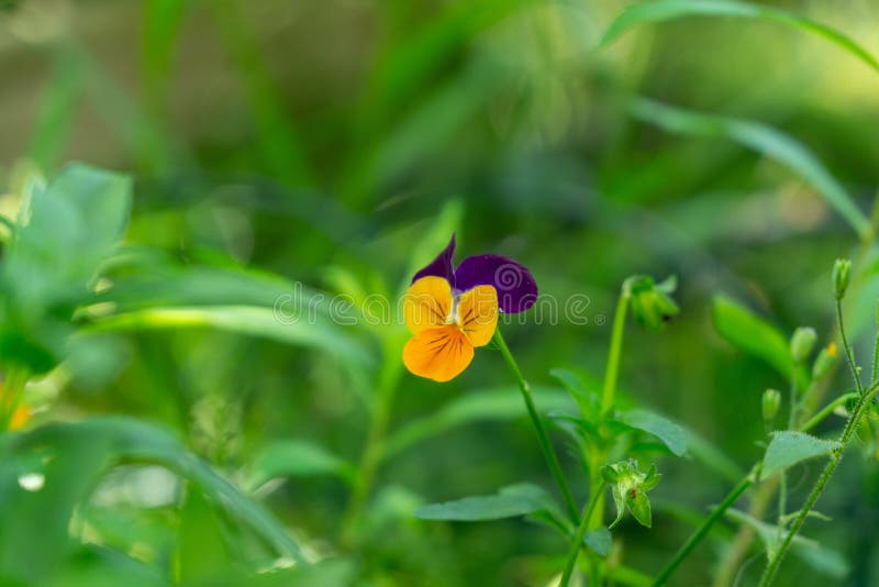 Purple, yellow, orange and blue violet flowers in the grass in nature.