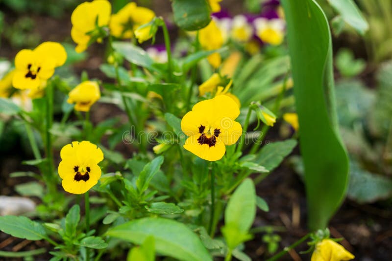 Purple, yellow, orange and blue violet flowers in the grass in nature.