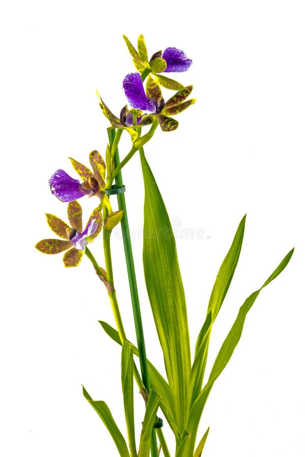 Purple Yellow and Red Oncidium Orchid on White Background Stock Photo -  Image of floral, close: 101685128