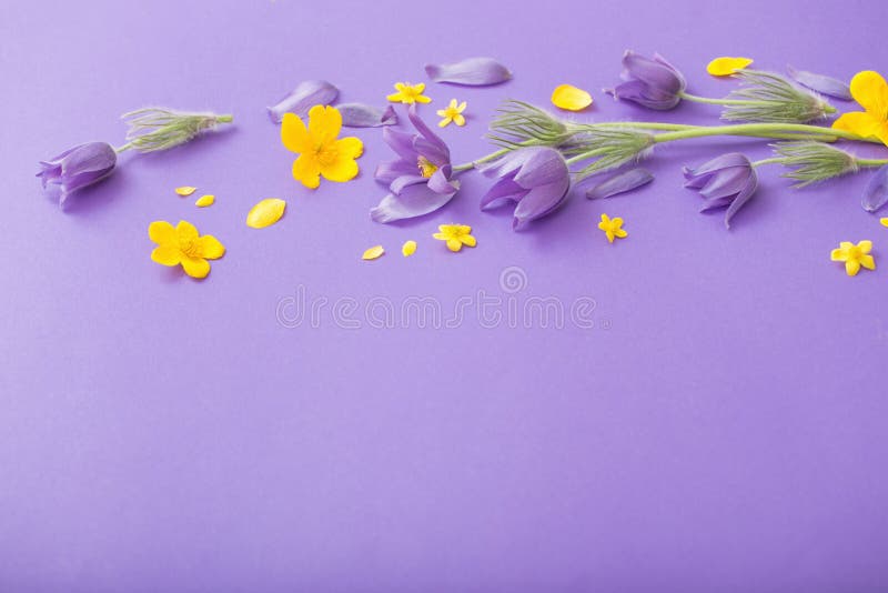 Mùa xuân đến rồi và không gì tuyệt vời hơn là ngắm nhìn những bông hoa tuyệt đẹp mọc rực rỡ khắp nơi. Bức ảnh Purple and Yellow Spring Flowers on Violet Background Stock Photo sẽ là món quà tinh thần cho bạn trong những ngày cuối tuần bận rộn.