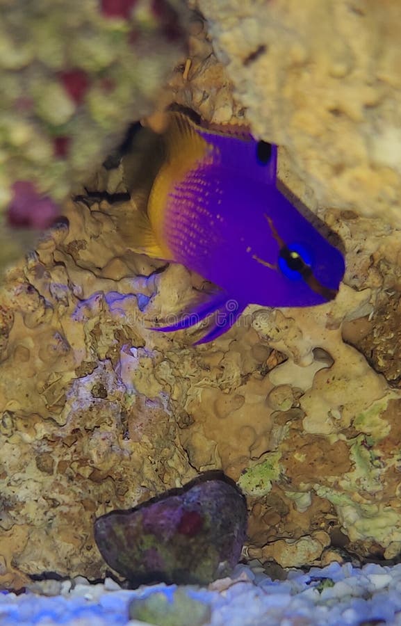 Purple and Yellow Tropical Fish in a Aquarium Stock Image - Image of