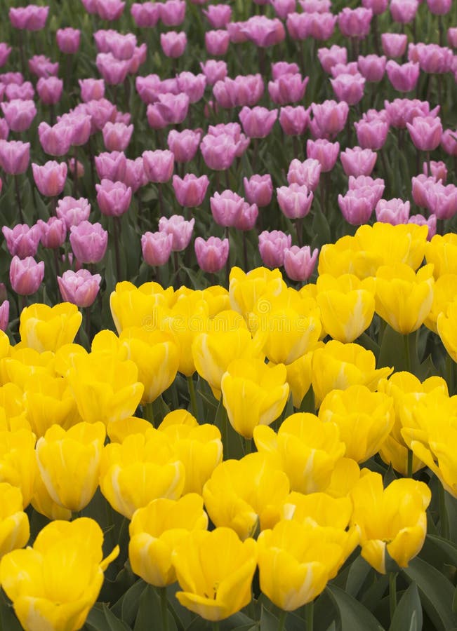 Purple and yellow tulips