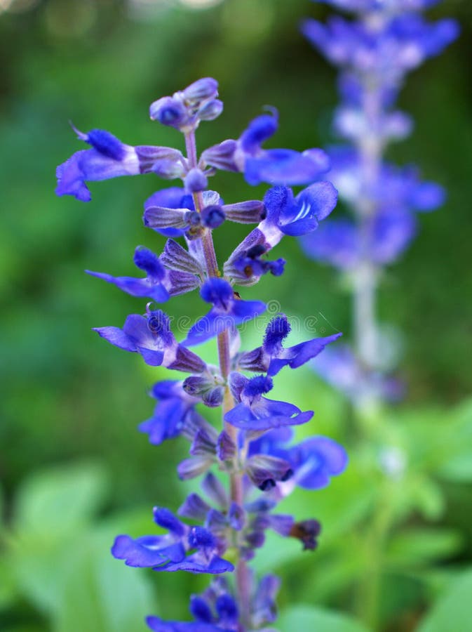 Purple-blue Salvia farinacea Divinorum sage seeds flower, Mealy blue sage ,Divining sage ,Victoria blue ,soft selective focus for pretty background or wallpaper ,copy space ,macro image ,blue flower. Purple-blue Salvia farinacea Divinorum sage seeds flower, Mealy blue sage ,Divining sage ,Victoria blue ,soft selective focus for pretty background or wallpaper ,copy space ,macro image ,blue flower