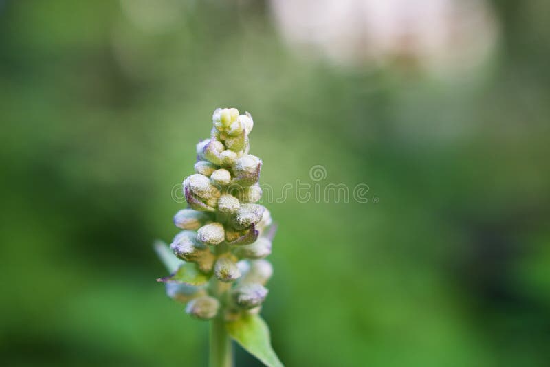 Purple-blue Salvia farinacea Divinorum sage seeds flower, Mealy blue sage ,Divining sage ,Victoria blue ,soft selective focus for pretty background or wallpaper ,copy space ,macro image ,blue flower. Purple-blue Salvia farinacea Divinorum sage seeds flower, Mealy blue sage ,Divining sage ,Victoria blue ,soft selective focus for pretty background or wallpaper ,copy space ,macro image ,blue flower