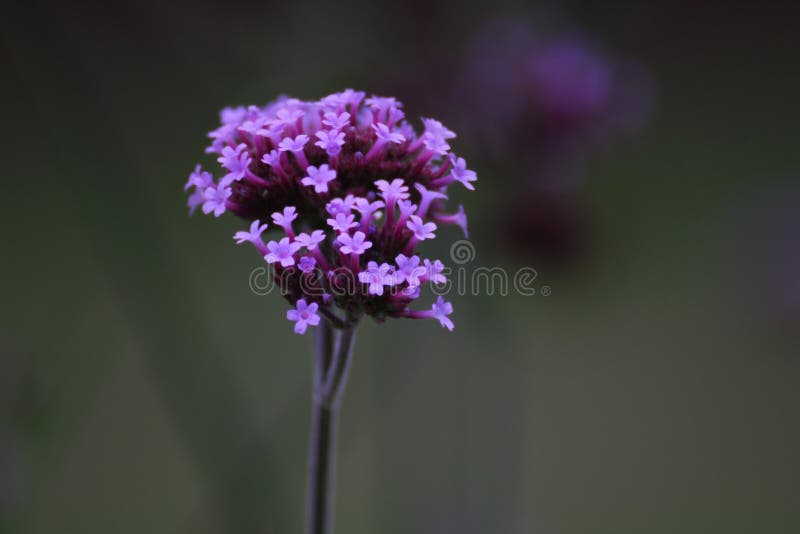 Purpletop Vervain fotografia stock Purpletop Vervain fotografia stock