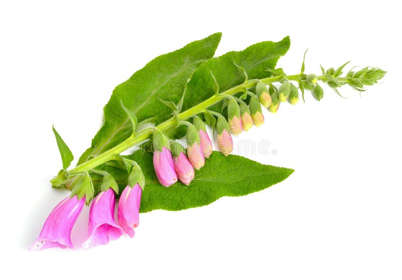 Purpur foxglove arkivfoton Purpur foxglove arkivfoton