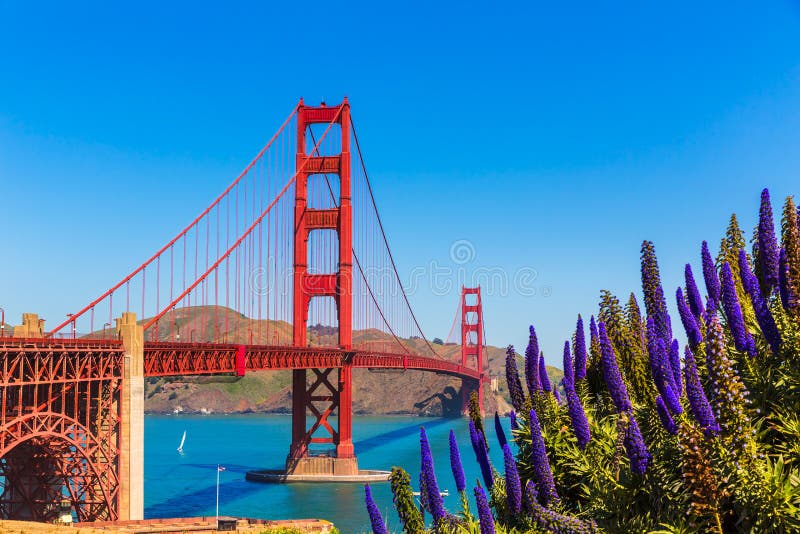 Purpur Golden gate bridges San Francisco blüht Kalifornien lizenzfreies stockfoto Purpur Golden gate bridges San Francisco blüht Kalifornien lizenzfreies stockfoto