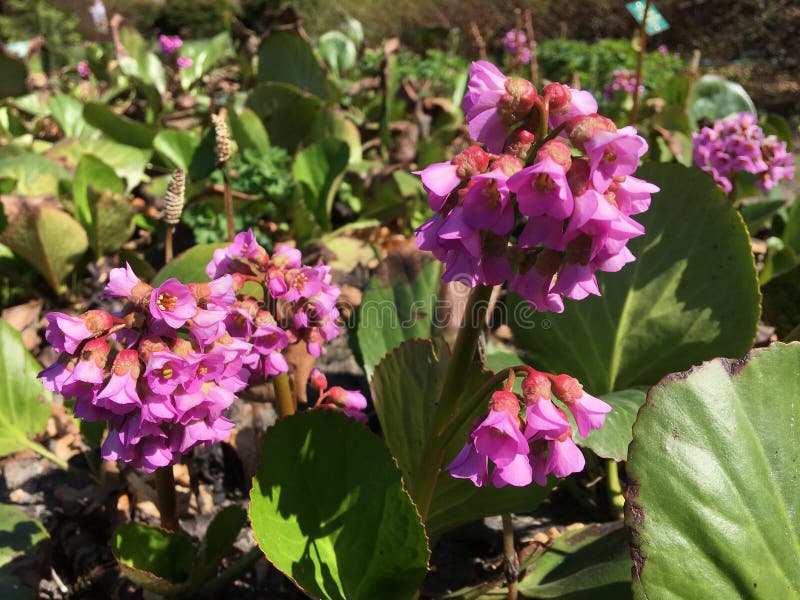 Purpur menchii kwiaty bergenia cordifolia kwiaty Heartleaf Bergenia fotografia stock Purpur menchii kwiaty bergenia cordifolia kwiaty Heartleaf Bergenia fotografia stock