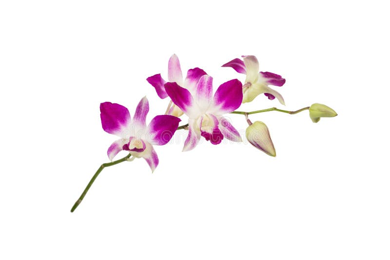 Purpur Orchidblomma arkivbilder Purpur Orchidblomma arkivbilder