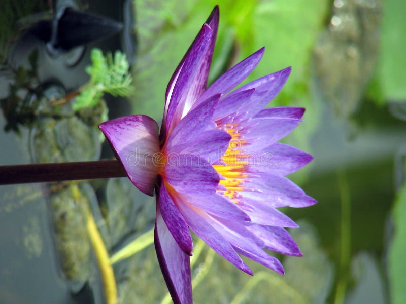 Blooming purple waterlily in full bloom. Blooming purple waterlily in full bloom