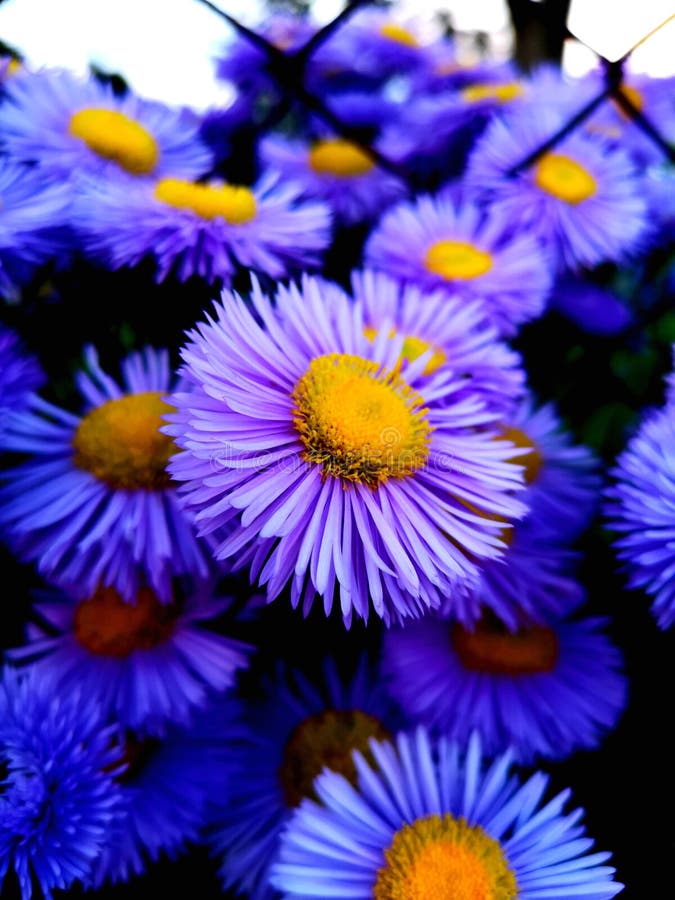 Purpura kwiatu gerbera obraz stock Purpura kwiatu gerbera obraz stock
