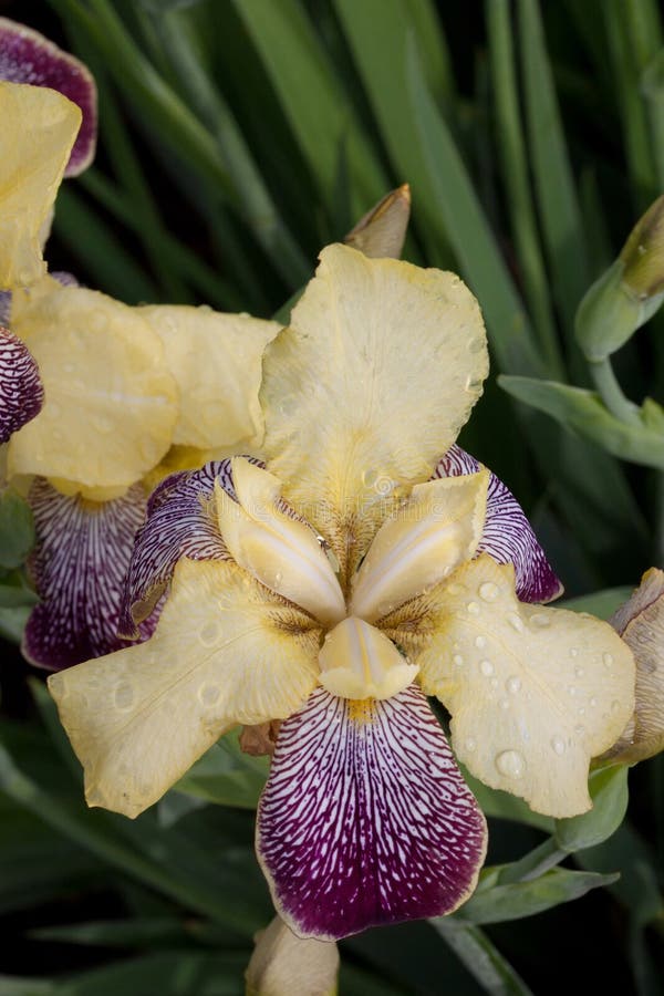 Purpurata cattleya орхидеи с падениями весеннего дождя стоковое изображение Purpurata cattleya орхидеи с падениями весеннего дождя стоковое изображение