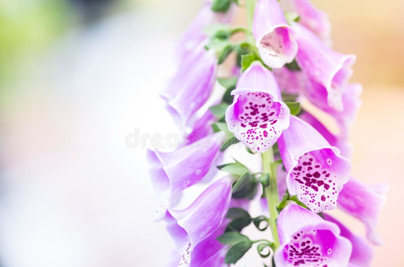 Purpurea de Digitale, dedalera imágenes de archivo libres de regalías Purpurea de Digitale, dedalera imágenes de archivo libres de regalías