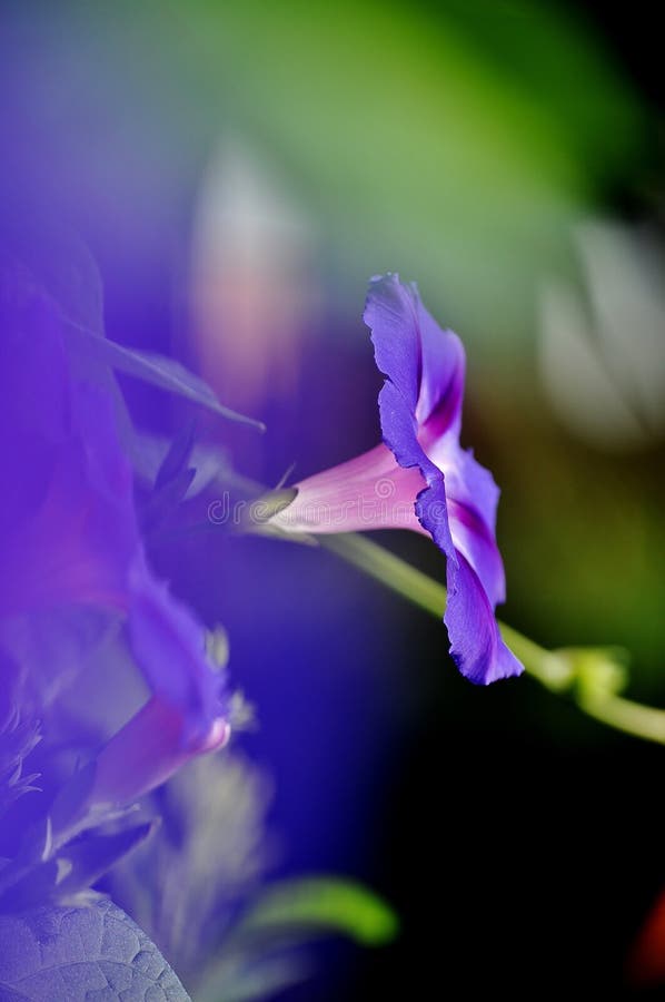 Purpurea del ipomea de la gloria de mañana imagen de archivo libre de regalías Purpurea del ipomea de la gloria de mañana imagen de archivo libre de regalías