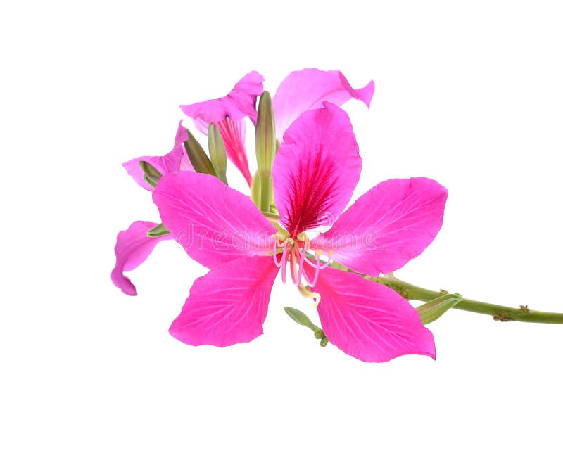 Purpurea purpere bloemen op witte achtergrond stock afbeeldingen Purpurea purpere bloemen op witte achtergrond stock afbeeldingen