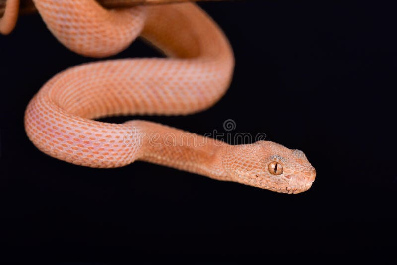 Purpureomaculatus LEUCISTIC Trimeresurus гадюки ямы мангровы стоковое фото rf Purpureomaculatus LEUCISTIC Trimeresurus гадюки ямы мангровы стоковое фото rf
