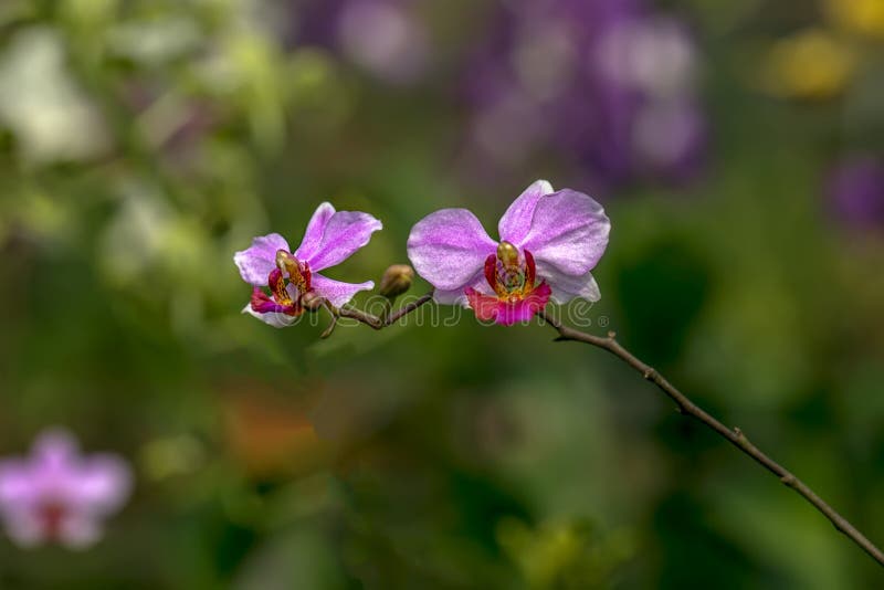 Purpurfärgad Doritaenopsis orkidé med Bokeh bakgrund med naturligt ljus royaltyfri foto Purpurfärgad Doritaenopsis orkidé med Bokeh bakgrund med naturligt ljus royaltyfri foto