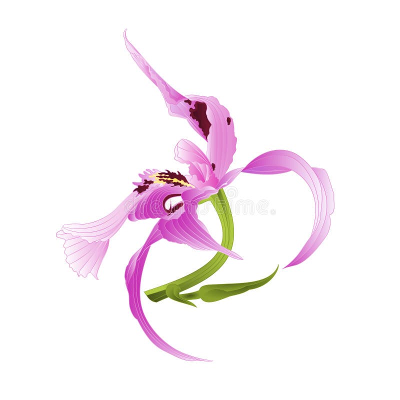 Purpurfärgad för orkidéDendrobium nobile prickig och vit stam med för closeuptappning för blomma och för knoppar den härliga trop vektor illustrationer Purpurfärgad för orkidéDendrobium nobile prickig och vit stam med för closeuptappning för blomma och för knoppar den härliga trop vektor illustrationer