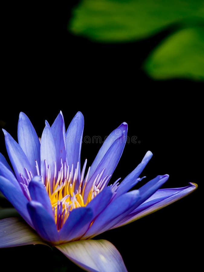 Beautiful purple lotus on black background. Beautiful purple lotus on black background