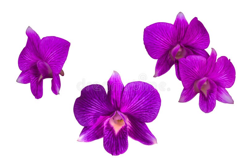 Purpurfärgad orkidéblomma arkivbild Purpurfärgad orkidéblomma arkivbild
