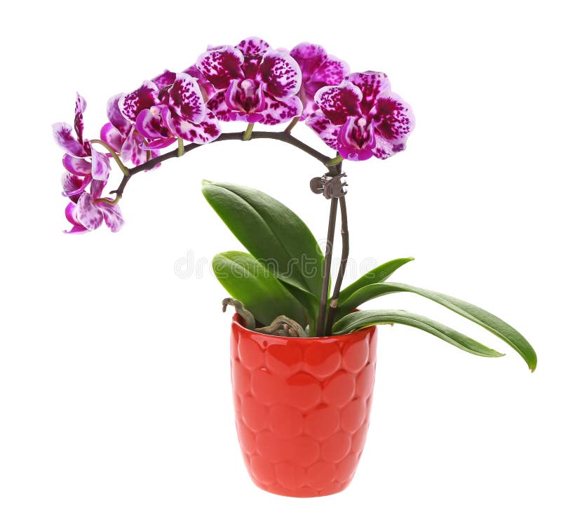 Purpurfärgad orkidéblomma i kruka