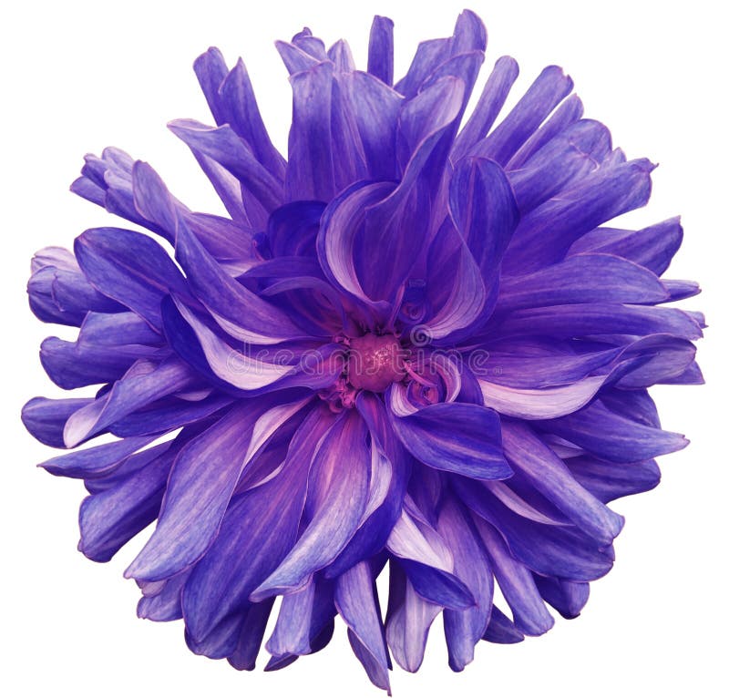 Purpurfärgad stor blomma, rosa färgmitt på en vit bakgrund som isoleras med den snabba banan closeup stor lurvig blomma För desig royaltyfria foton Purpurfärgad stor blomma, rosa färgmitt på en vit bakgrund som isoleras med den snabba banan closeup stor lurvig blomma För desig royaltyfria foton