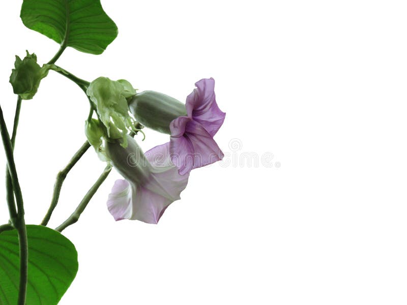 Purpurfärgade blommor av Baby rosen, elefantklättraren, elefantranka eller försilvrar morgonhärlighet, härlig blom på filialer oc fotografering för bildbyråer Purpurfärgade blommor av Baby rosen, elefantklättraren, elefantranka eller försilvrar morgonhärlighet, härlig blom på filialer oc fotografering för bildbyråer