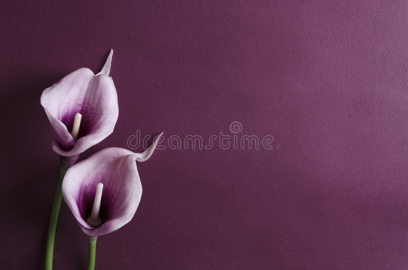 Purpurfärgade callablommor på den violetta bakgrunden T?m utrymme f?r design arkivbilder Purpurfärgade callablommor på den violetta bakgrunden T?m utrymme f?r design arkivbilder