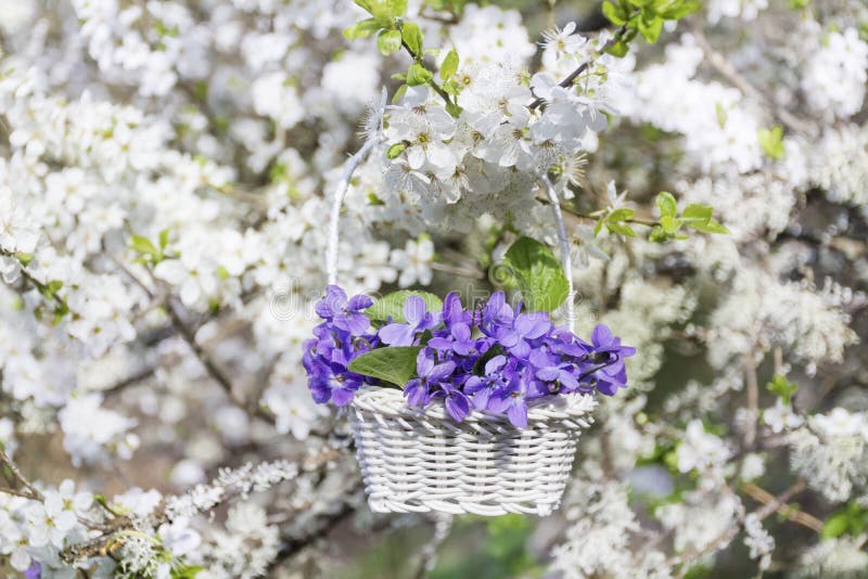 Purpurfärgade violets blommar i en korg som hänger på filialerna av ett körsbärsrött träd royaltyfri fotografi Purpurfärgade violets blommar i en korg som hänger på filialerna av ett körsbärsrött träd royaltyfri fotografi