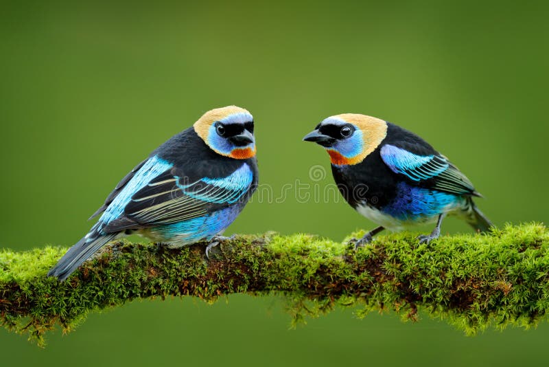 Purpurmaskentangare, Tangara-larvata, exotischer tropischer Blue Vogel mit Goldkopf Costa Rica Schauplatz der wild lebenden Tiere