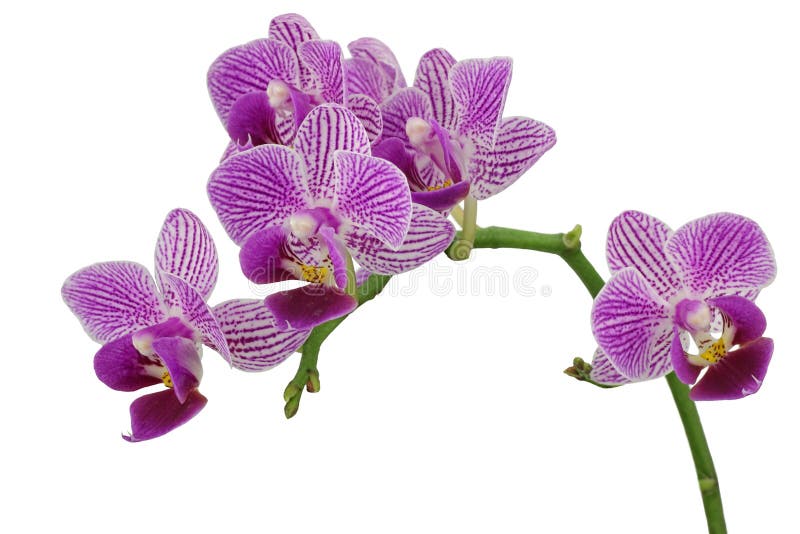 Purpurowa orchidea zdjęcie stock