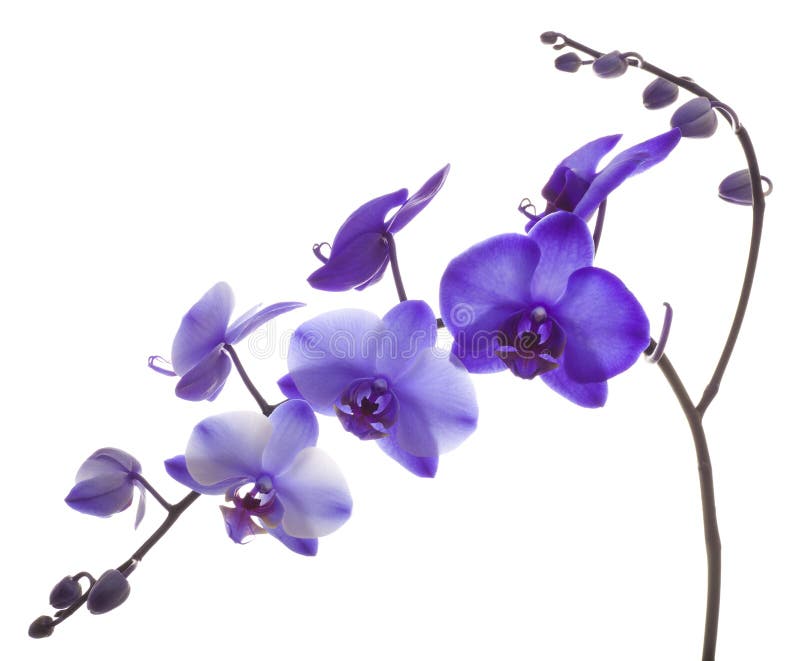Purpurowa orchidea zdjęcia royalty free