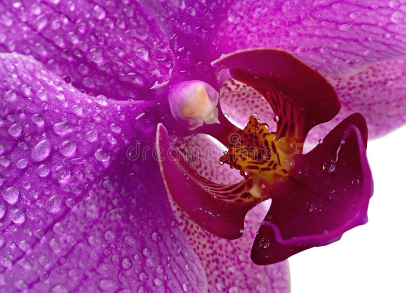 Purpurowa orchidea fotografia royalty free