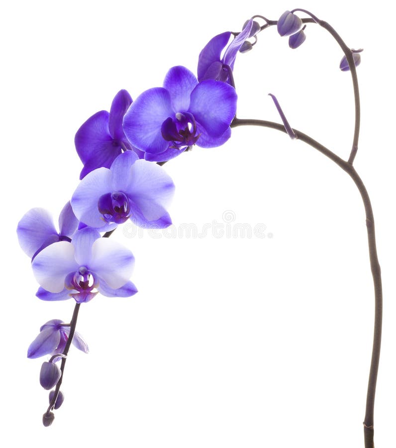 Purpurowa orchidea na Białym tle zdjęcia stock
