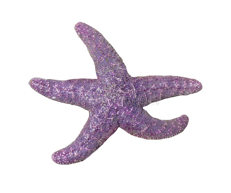 Purple starfish or sea star with five arms. Isolated on white. Purple starfish or sea star with five arms. Isolated on white.