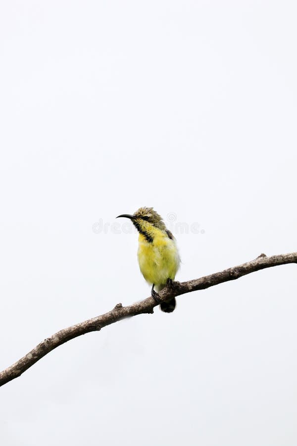 Purpurowa Sunbird kobieta zdjęcie royalty free