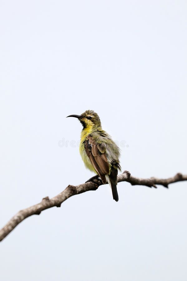 Purpurowa Sunbird kobieta fotografia royalty free